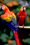 perroquets-18.gif